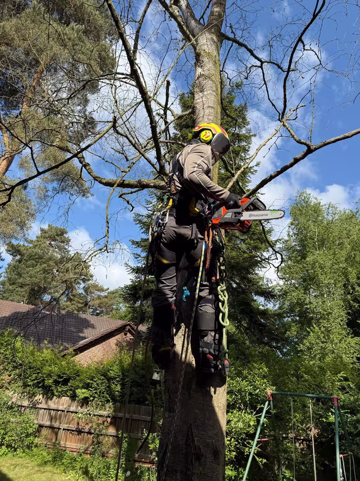 Pierre Frerking klettert mit Seiltechnik im Baum